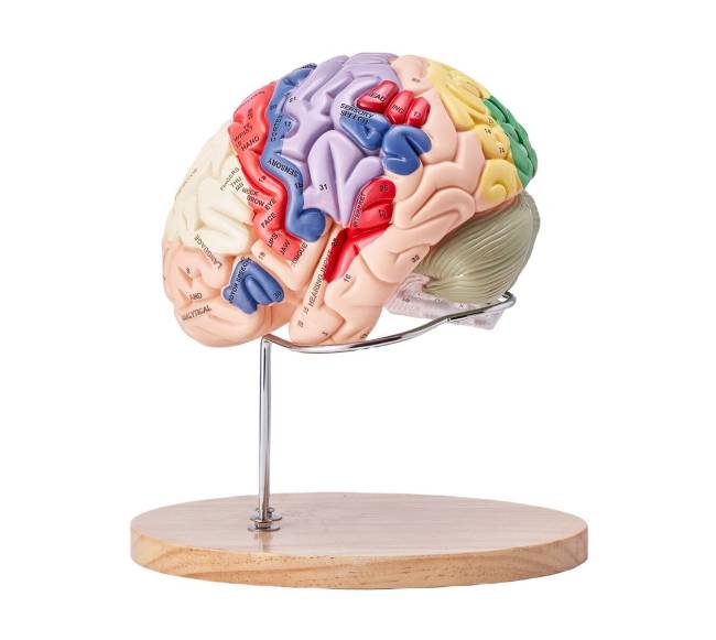 Žmogaus smegenų modelis 2 kartus didesnis9