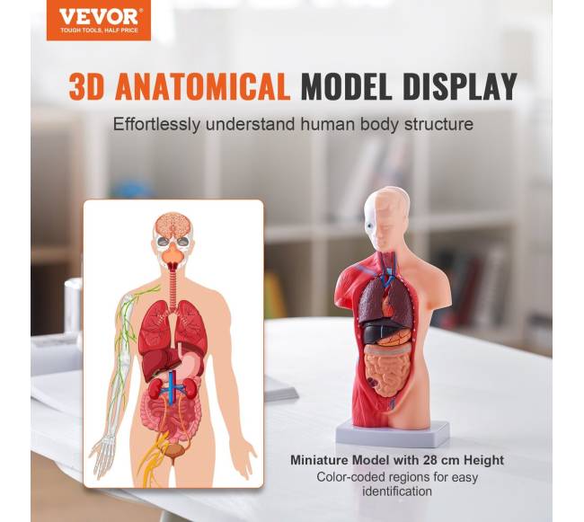 Žmogaus kūno modelis su nuimamais organais1