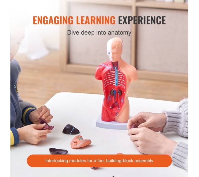 Žmogaus kūno modelis su nuimamais organais2