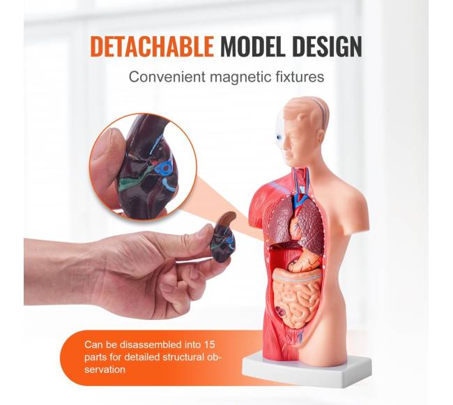 Žmogaus kūno modelis su nuimamais organais3