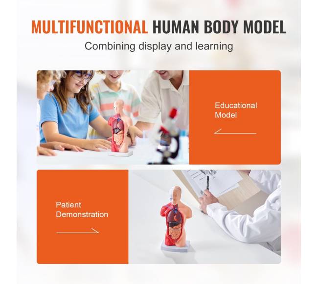 Žmogaus kūno modelis su nuimamais organais5