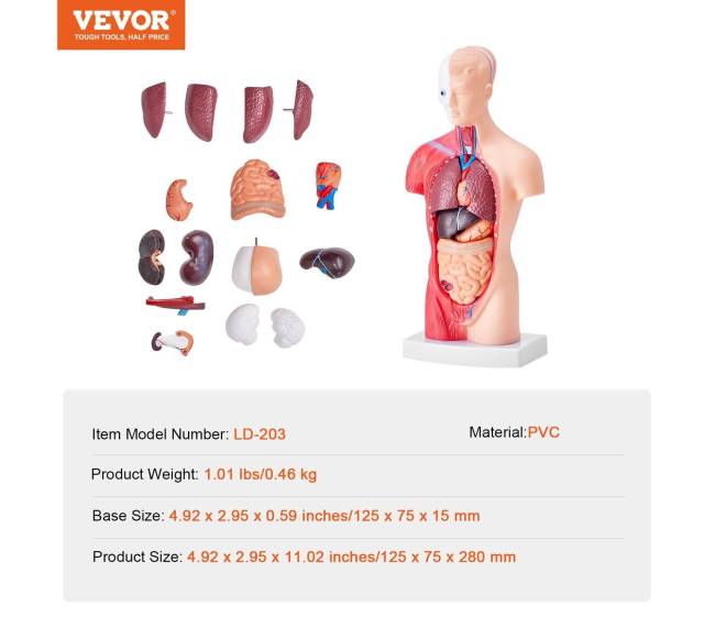 Žmogaus kūno modelis su nuimamais organais6