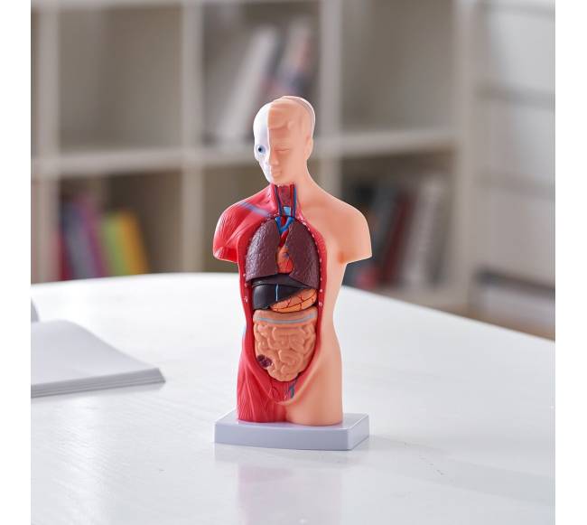 Žmogaus kūno modelis su nuimamais organais7