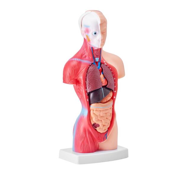 Žmogaus kūno modelis su nuimamais organais9