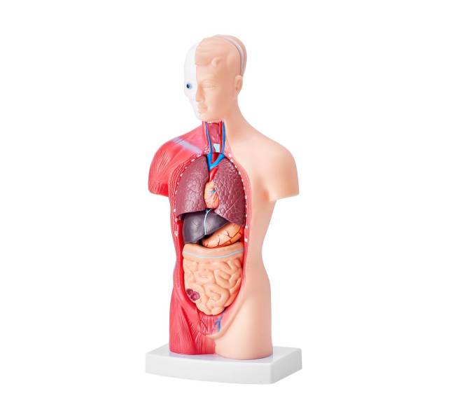 Žmogaus kūno modelis su nuimamais organais10