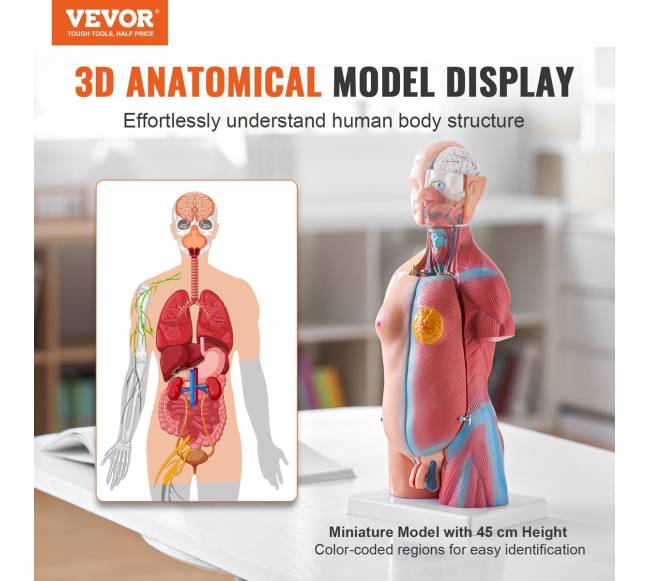 Žmogaus kūno modelis su 23 dalimis1