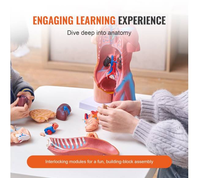 Žmogaus kūno modelis su 23 dalimis2