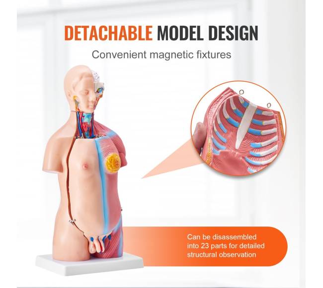 Žmogaus kūno modelis su 23 dalimis3