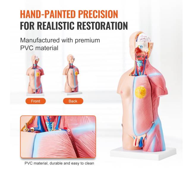 Žmogaus kūno modelis su 23 dalimis4