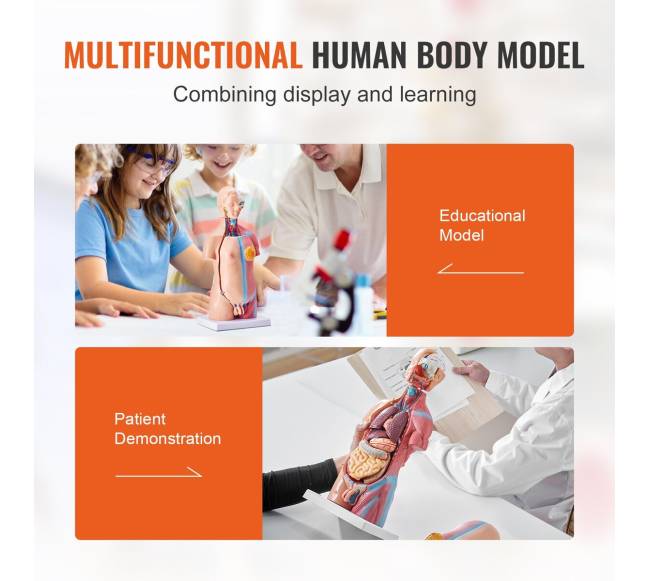 Žmogaus kūno modelis su 23 dalimis5