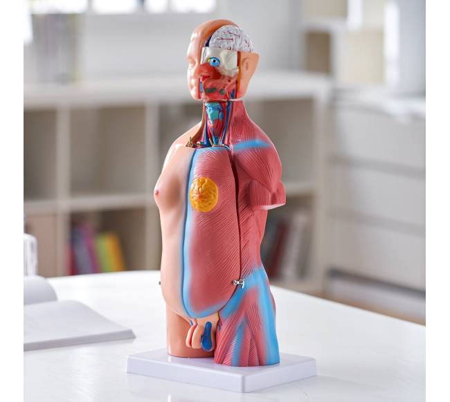 Žmogaus kūno modelis su 23 dalimis7