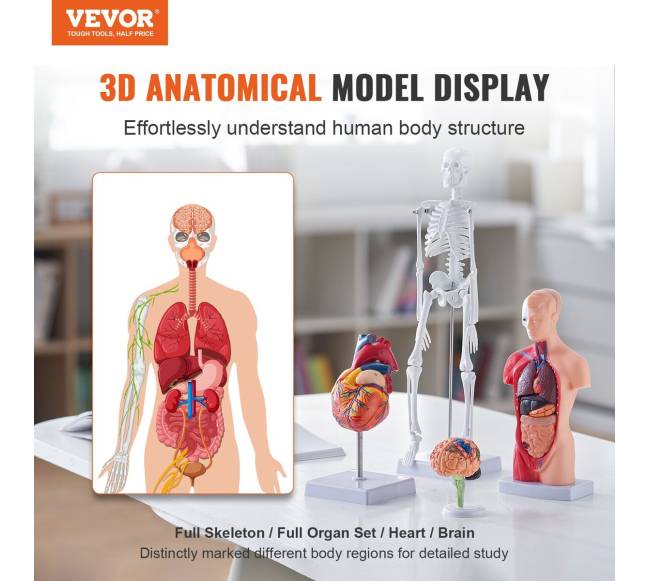 Žmogaus anatomijos modelių rinkinys, 4 dalys1