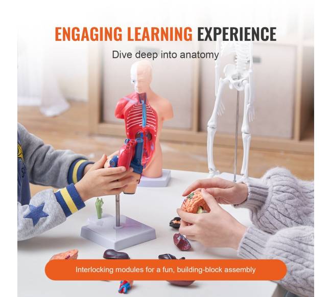 Žmogaus anatomijos modelių rinkinys, 4 dalys2