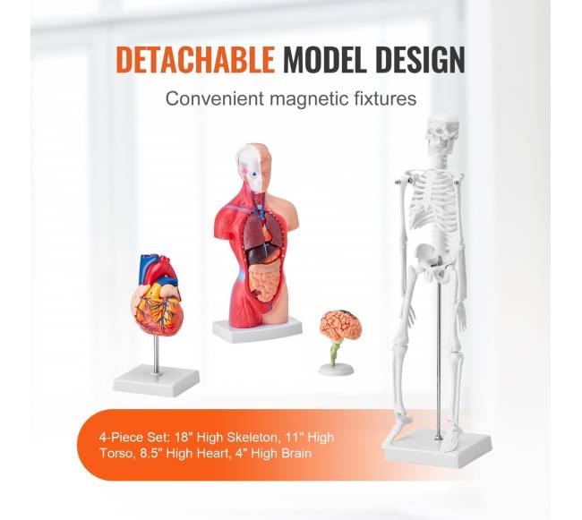 Žmogaus anatomijos modelių rinkinys, 4 dalys3