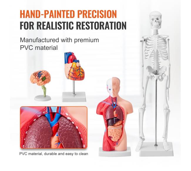 Žmogaus anatomijos modelių rinkinys, 4 dalys4