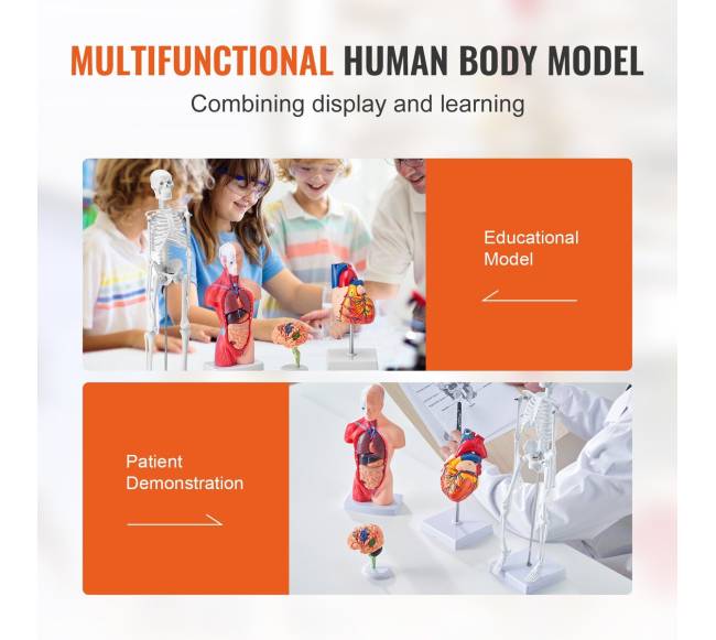 Žmogaus anatomijos modelių rinkinys, 4 dalys5