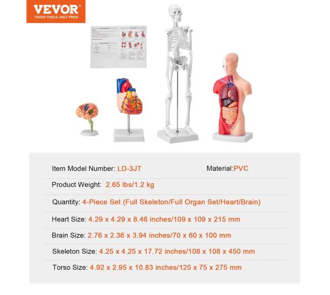 Žmogaus anatomijos modelių rinkinys, 4 dalys6