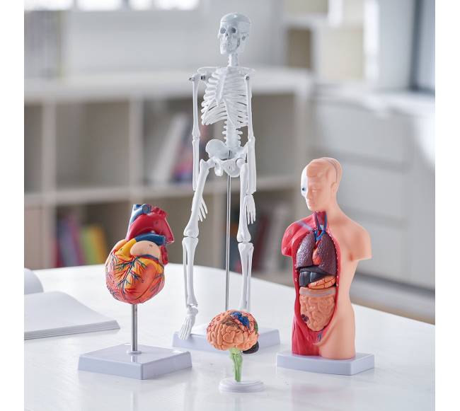 Žmogaus anatomijos modelių rinkinys, 4 dalys7