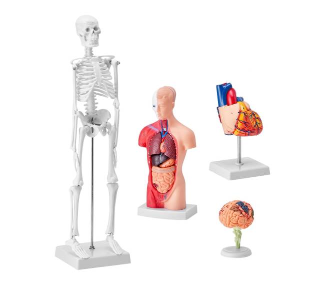 Žmogaus anatomijos modelių rinkinys, 4 dalys8