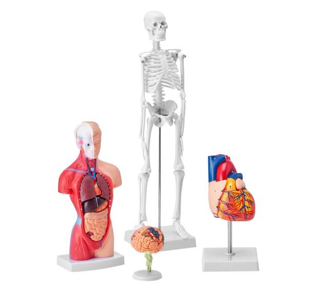 Žmogaus anatomijos modelių rinkinys, 4 dalys9