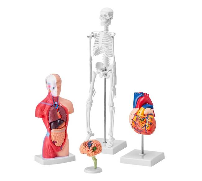Žmogaus anatomijos modelių rinkinys, 4 dalys10