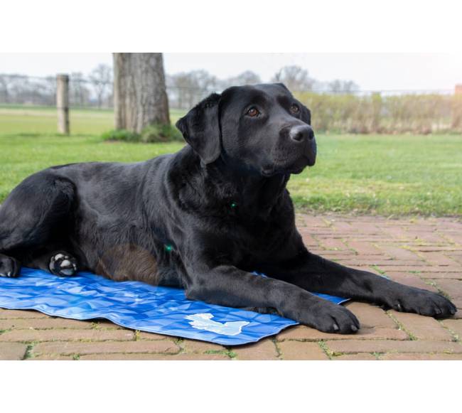 Vėsinantis kilimėlis dideliems šunims, CoolPets Premium Cooling Mat M (90x60cm)6